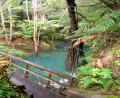 Kauri Dam Pool