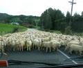 sheep jam!!