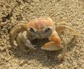 big crab!!