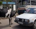lake-baikal-traffic