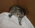hostel kitty