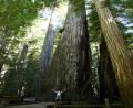 giant redwood tree