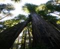 giant redwoods