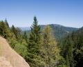 view over redwood forest