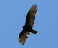 unknown bird