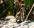 American squirrel
