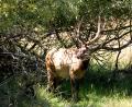 wild Roosvelt Elk