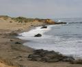 Piedras Blancas seal colony