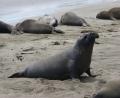 a big elephant seal