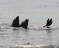 elephant seals having fun