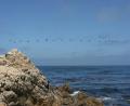 a line of birds