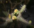 desert flower