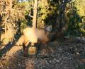 a female Elk