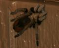 killer spider