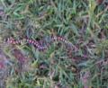 another snake