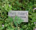 herb Robert