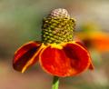 funny flower