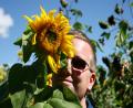 sunflowers