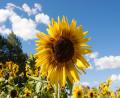 sunflower fields