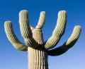 Seguara cactus