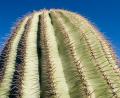 close up of cactus