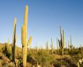 cacti forest
