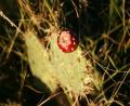 Prickly Pear cactus