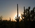 sunset cacti