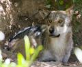 Mexican wolf