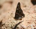 flutterby