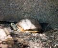 Tortoise