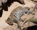 chilled out Lynx