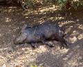 sleepy desert pig