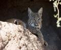 a Bobcat