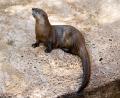 an Otter