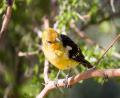 yellow bird