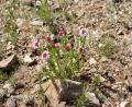steppe-flowers