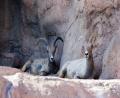 Big Horn Sheep