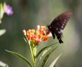 another butterfly