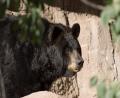 a Brown Bear