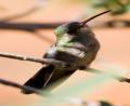 a Hummingbird