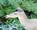 a Deer