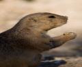 Prarie Dog