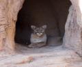 a Mountain Lion