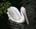 Pelican