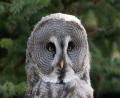 wise old owl