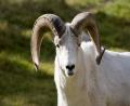 Big Horn Sheep