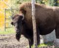 a Bison