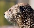 close up of Otter