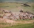 sheep-herding